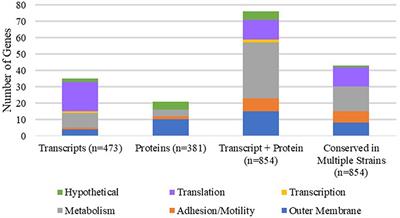 Insights Into Mechanisms of Biofilm Formation in Acinetobacter baumannii and Implications for Uropathogenesis